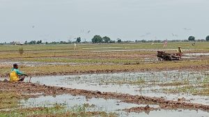 Dampak El Nino, Masa Tanam di Kabupaten Cirebon Mundur
