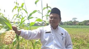Desa Beber Sukses Kembangkan Sorgum Bioguma