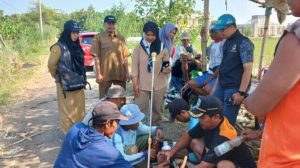 Ratusan Hektar Sawah di Kertajati Terserang Hama Penggerek Batang