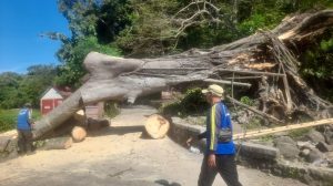 Diterpa Angin Kencang, Pohon Depan Pintu Masuk Kramat Cimandung Tumbang