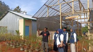 KKN Mahasiswa UNU di Belawa Sulap Buah Mangga Jadi Cemilan