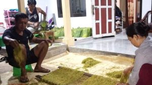 Harga Penjualan Naik, Petani Tembakau di Majalengka Sumringah