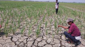 488 Hektar Sawah di Kabupaten Cirebon Terdampak Kekeringan