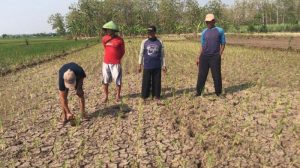 DKP3 Majalengka Berikan Bantuan Benih untuk Petani Terdampak Kekeringan