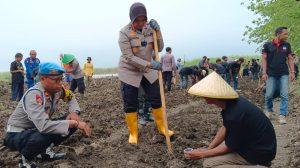 Jaga Ketahanan Pangan, Kapolresta Tanam Benih Jagung di Desa Sumurkondang