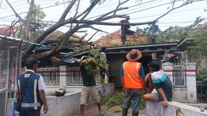 Tak Ada Angin Tak Ada Hujan, Pohon Tumbang Timpa Rumah Warga di Pabedilan Kidul