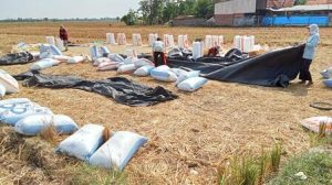 Produksi Padi di Majalengka Belum Mencapai Target Tahunan 162 Ribu Ton
