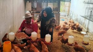 Ternak Ayam Petelur di Halaman Kantor, Cara Camat Lohbener Tingkatkan Gizi Anak Stunting