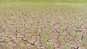 Masuki Musim Rendeng, Petani di Wilayah Majalengka Utara Kekurangan Air