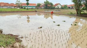 Petani di Majalengka Keluhkan Kelangkaan Pupuk Bersubsidi