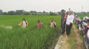 Petani Padi Desa Susukan Agung Manfaatkan Pupuk Organik Berbahan Dasar Ubi Jalar