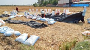 Beli Gabah Petani Rp6.500/Kg, Tim Sergap Datangi Empat Kecamatan di Majalengka