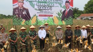 Panen Raya Jagung Perdana di Majalengka, Wujud Dukungan TNI - Polri dalam Program Ketahanan Pangan Nasional