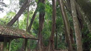 Pohon Berkaki Delapan Jadi Daya Tarik Objek Wisata Situ  Sangiang