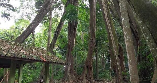 Pohon Berkaki Delapan Jadi Daya Tarik Objek Wisata Situ  Sangiang
