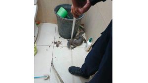 Waspada, Banyak Laporan Biawak Masuk Rumah Warga di Indramayu, Diduga Dampak Cuaca Buruk