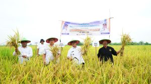Wabup Indramayu Panen Perdana di Lahan Tadah Hujan Desa Sukaslamet