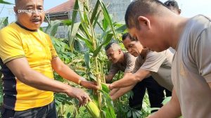 Polsek Arjawinangun Gelar Panen Raya Jagung, Hasilnya Dibagikan ke Warga