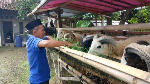 Penjual Hewan Kurban di Indramayu Mengeluh Sepi Pembeli