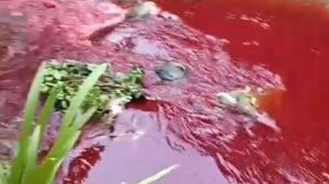 Gegerkan Warga! Air Sungai Berubah Merah di Talun, Penyebab Belum Terungkap