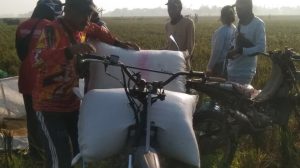 Biaya Produksi Tinggi dan Faktor Cuaca Jadi Penyebab Kenaikan Harga Beras di Pasar