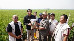 Petani