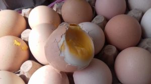 Telur Busuk dan Berlendir