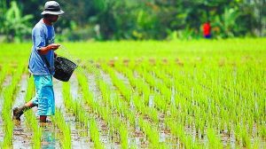 Petani Desa Sende