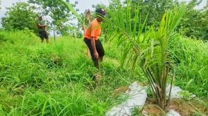 Pohon Sawit