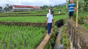 Irigasi Sawah