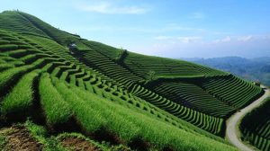 Wisatawan Mancanegara