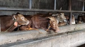 Penjualan Hewan Kurban Meningkat
